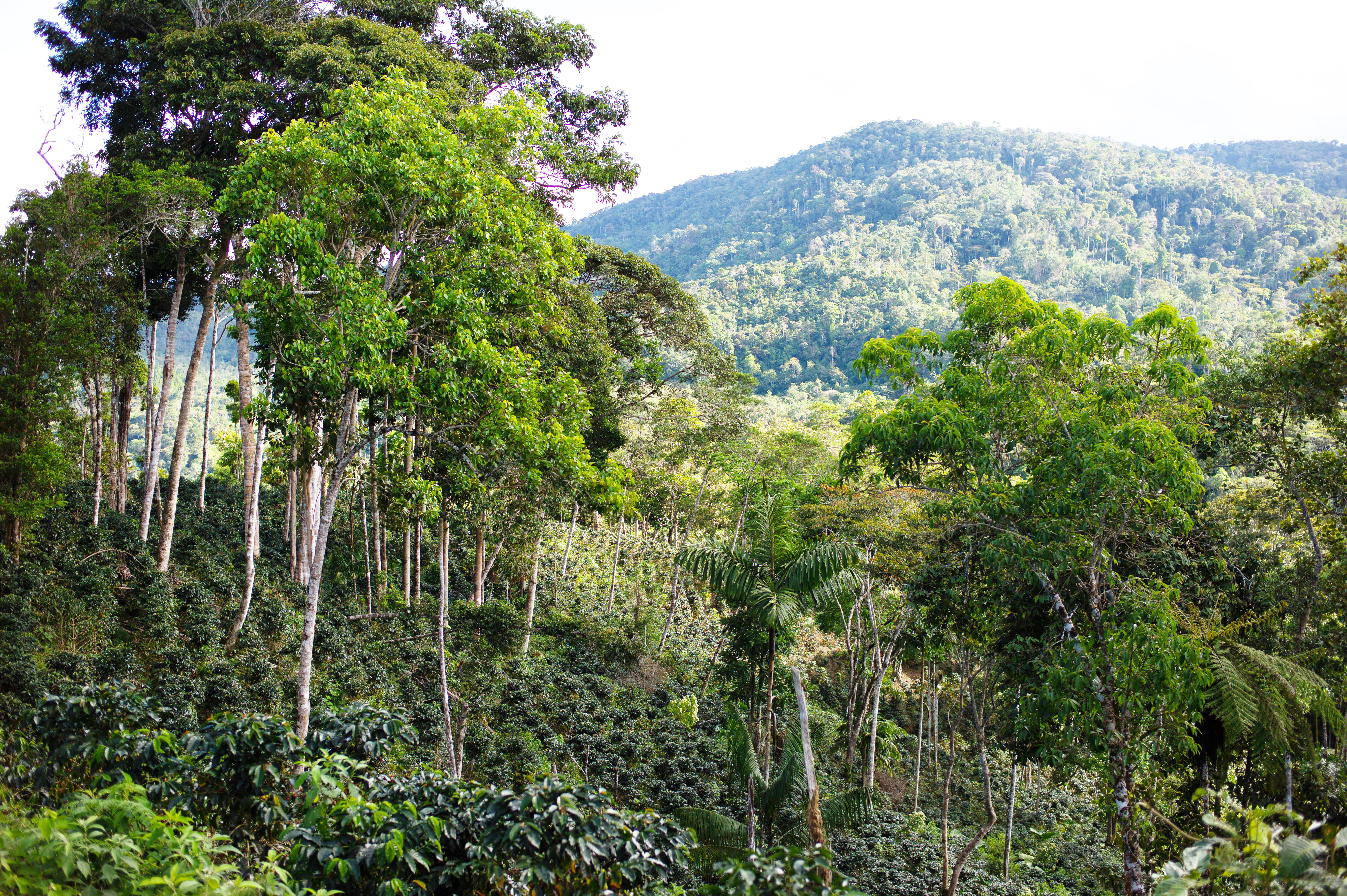 Kaffeepflanzungen Tropical Mountains in den Bergen Perus